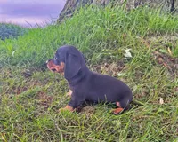 Jade, a female Miniature Dachshund for sale in Berlin, OH – 4 of 6