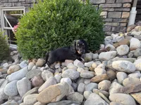 Kendra, a female Miniature Dachshund for sale in Berlin, OH – 9 of 10