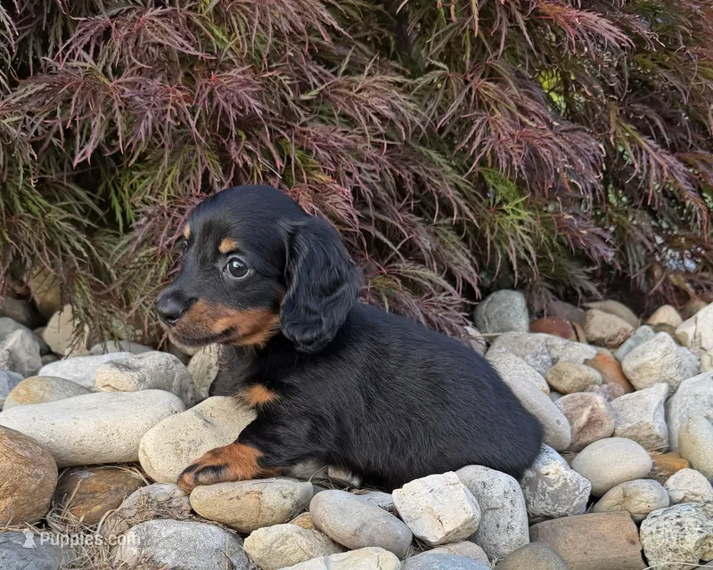 Mickey – Miniature Dachshund puppy for sale in Berlin, OH
