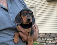 Henry, a male Miniature Dachshund for sale in Berlin, OH – 4 of 5