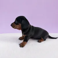 Maranda, a female Miniature Dachshund for sale in Berlin, OH – 1 of 4