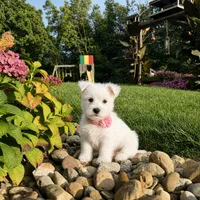 Amanda, a female West Highland White Terrier for sale in Berlin, OH – 2 of 6