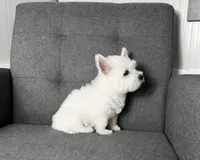 Monroo AKC, a male West Highland White Terrier for sale in Berlin, OH – 1 of 5