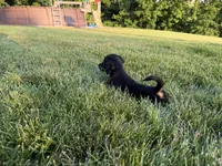 Kendra, a female Miniature Dachshund for sale in Berlin, OH – 7 of 10