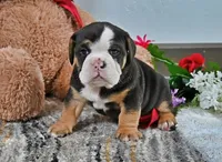 Randy, a male English Bulldog for sale in Berlin, OH – Photo 4 of 5