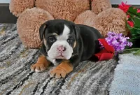 Randy, a male English Bulldog for sale in Berlin, OH – Photo 3 of 5