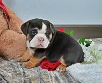 Randy, a male English Bulldog for sale in Berlin, OH – Photo 2 of 5