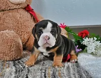 Randy, a male English Bulldog for sale in Berlin, OH – Photo 1 of 5