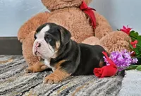 Randy, a male English Bulldog for sale in Berlin, OH – Photo 5 of 5