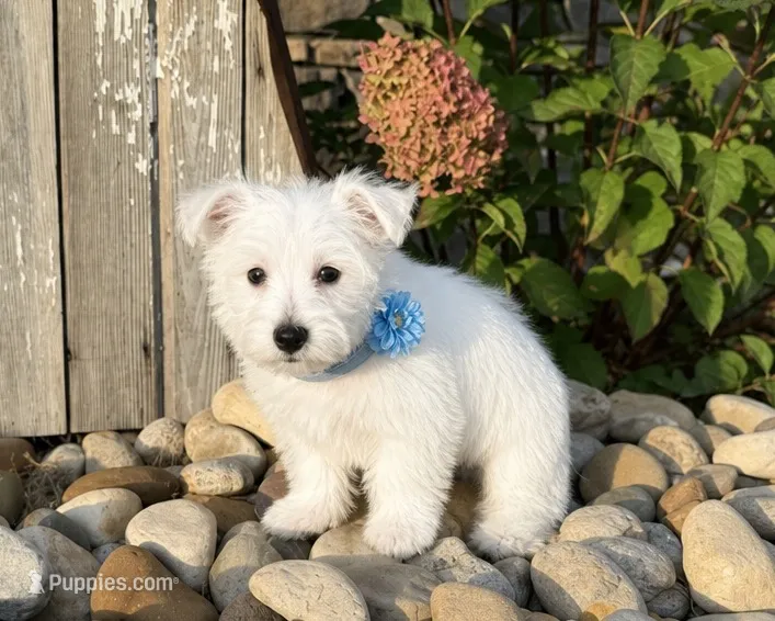 Andrew – West Highland White Terrier puppy for sale in Berlin, OH