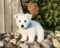 Andrew, a male West Highland White Terrier for sale in Berlin, OH – 1 of 6