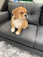 Lucy, a female English Bulldog for sale in Berlin, OH – 4 of 5