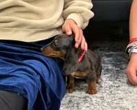 Nathan, a male Miniature Dachshund for sale in Berlin, OH – 5 of 5