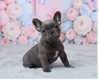 Luna, a female French Bulldog for sale in Berlin, OH – 4 of 6