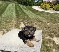 Xina, a female Yorkshire Terrier for sale in Berlin, OH – 3 of 7