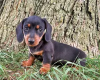 Maranda, a female Miniature Dachshund for sale in Berlin, OH – 4 of 6