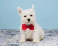 Tucker Pending, a male West Highland White Terrier for sale in Berlin, OH – Photo 2 of 4