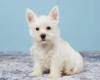 Tucker Pending, a male West Highland White Terrier for sale in Berlin, OH – Photo 1 of 4
