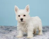 Tucker Pending, a male West Highland White Terrier for sale in Berlin, OH – Photo 3 of 4