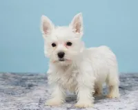 Tucker Pending, a male West Highland White Terrier for sale in Berlin, OH – Photo 4 of 4