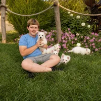 Andrew, a male West Highland White Terrier for sale in Berlin, OH – 4 of 6