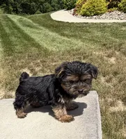 Xina, a female Yorkshire Terrier for sale in Berlin, OH – 1 of 7