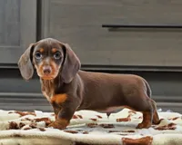 Harvey, a male Miniature Dachshund for sale in Berlin, OH – Photo 1 of 4