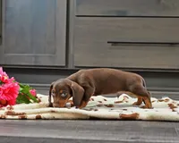 Harvey, a male Miniature Dachshund for sale in Berlin, OH – Photo 2 of 4