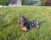 Joey, a male Miniature Dachshund for sale in Berlin, OH – 4 of 6