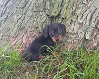 Kolbi, a male Miniature Dachshund for sale in Berlin, OH – 2 of 5