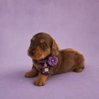 Tod, a female Miniature Dachshund for sale in Berlin, OH – 4 of 5