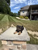 Xina, a female Yorkshire Terrier for sale in Berlin, OH – 5 of 7