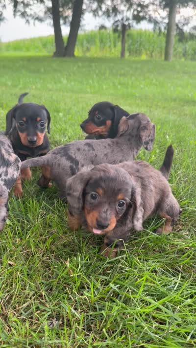 Molly, a female Miniature Dachshund for sale in Berlin, OH – 9 of 9