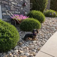 Maranda, a female Miniature Dachshund for sale in Berlin, OH – 3 of 4