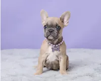 Buttercup , a female French Bulldog for sale in Berlin, OH – 5 of 6