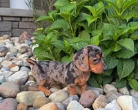 Sugar Girl, a female Miniature Dachshund for sale in Berlin, OH – 3 of 5
