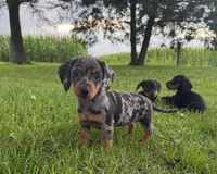 Mindy, a female Miniature Dachshund for sale in Berlin, OH – 4 of 6