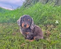 Stella, a female Miniature Dachshund for sale in Berlin, OH – 2 of 5