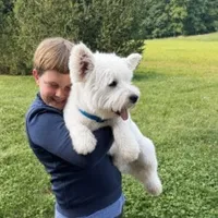 Haily, a female West Highland White Terrier for sale in Berlin, OH – 5 of 5