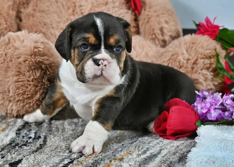 Brandy – English Bulldog puppy for sale in Berlin, OH