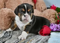 Brandy, a male English Bulldog for sale in Berlin, OH – Photo 1 of 5