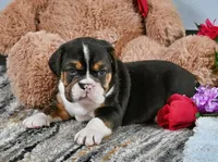 Brandy, a male English Bulldog for sale in Berlin, OH – Photo 5 of 5