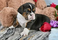Brandy, a male English Bulldog for sale in Berlin, OH – Photo 4 of 5