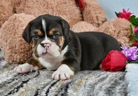 Brandy, a male English Bulldog for sale in Berlin, OH – Photo 3 of 5