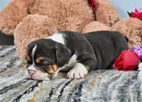 Brandy, a male English Bulldog for sale in Berlin, OH – Photo 2 of 5