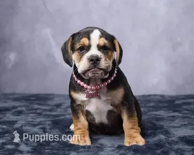 Stella – English Bulldog puppy for sale in Berlin, OH