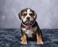 Stella, a female English Bulldog for sale in Berlin, OH – 1 of 5