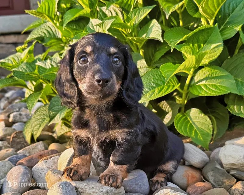 Marion – Miniature Dachshund puppy for sale in Berlin, OH