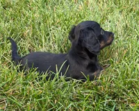 Kendra, a female Miniature Dachshund for sale in Berlin, OH – 4 of 6