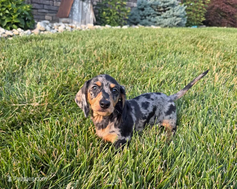 Joey – Miniature Dachshund puppy for sale in Berlin, OH